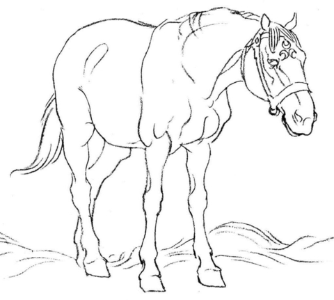 Horse In Field Coloring Page